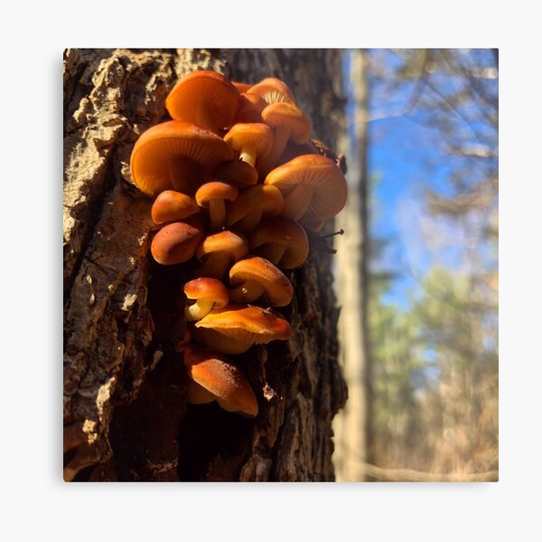 Enokitake (Flammulina velutipes) Metal Print