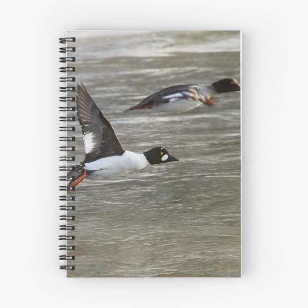 Item preview, Lets go my darling. Common goldeneye designed and sold by Jouko Lehto Photography.