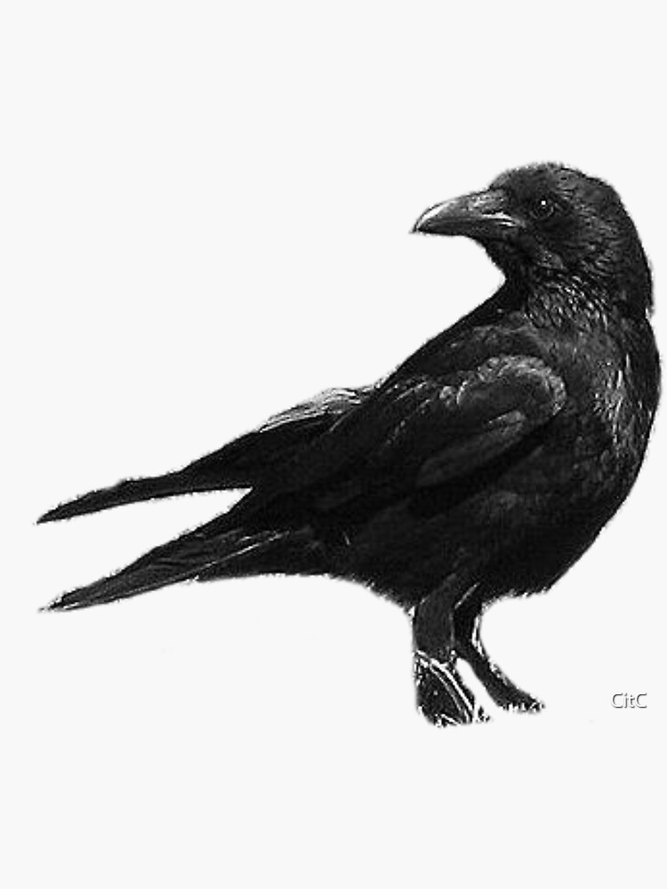 Thumbnail 3 of 3, Sticker, Black Crow designed and sold by CitC.