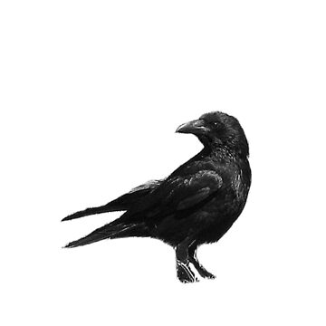 Artwork thumbnail, Black Crow by CitC