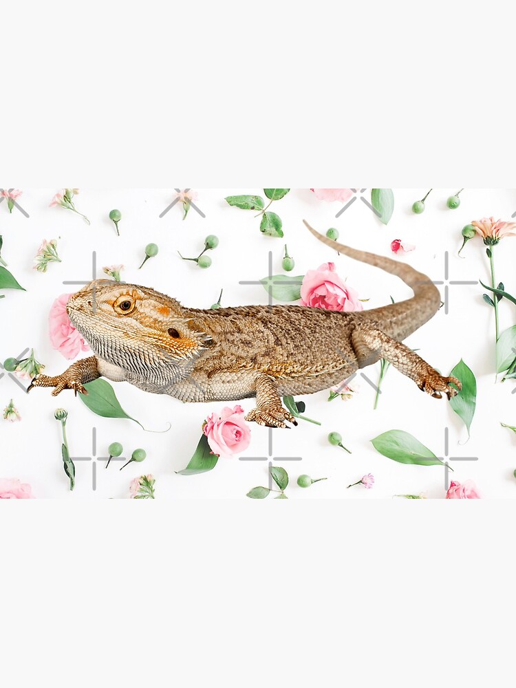 Bearded Dragon On A Carnation Background by snibbo71