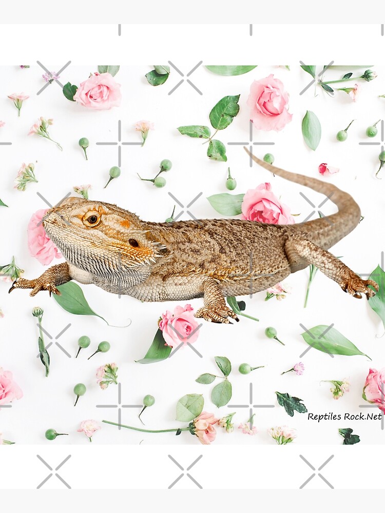 Bearded Dragon On A Carnation Background by snibbo71