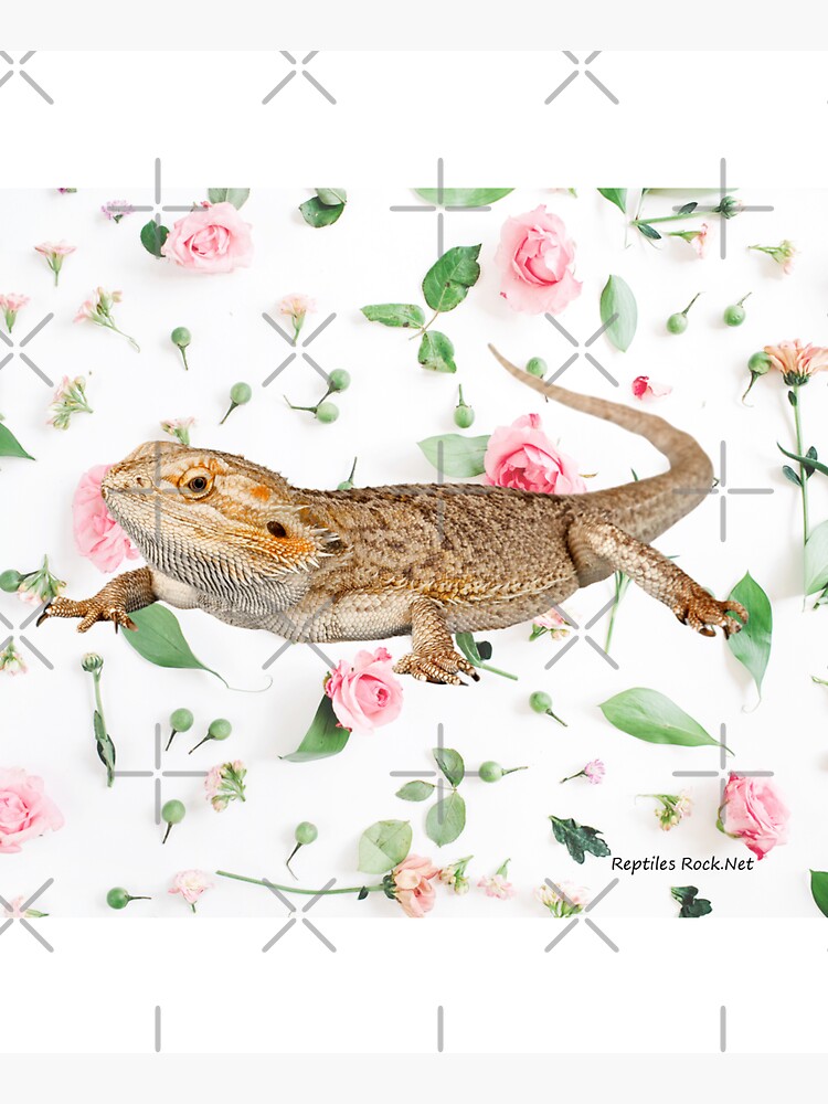 Bearded Dragon On A Carnation Background by snibbo71