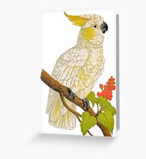 TIR-Cockatoo Greeting Card