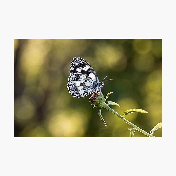 Marbled white butterfly Photographic Print
