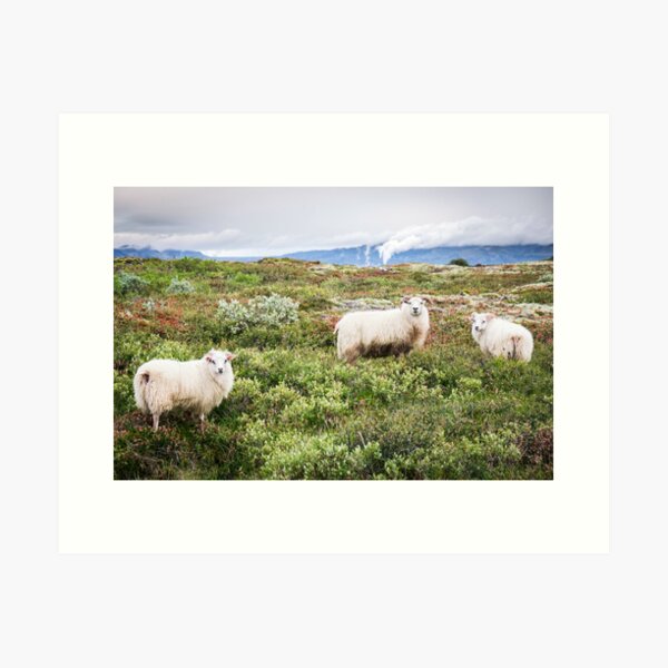 Three Sheep to the Wind Art Print