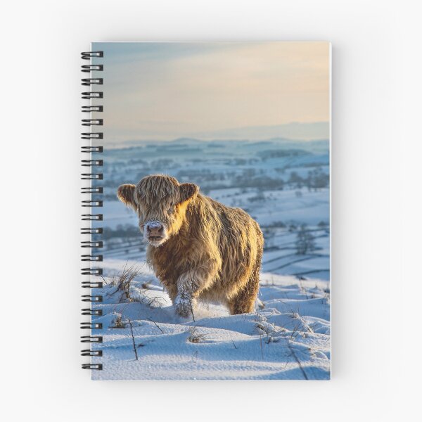 Item preview, Highland Coo designed and sold by MJ-Piccys.