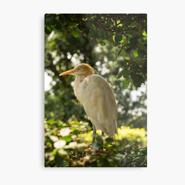 Aperçu de l'œuvre Oiseau Héron garde-boeuf de l'Ouest créée et vendue par krisgreenwood.