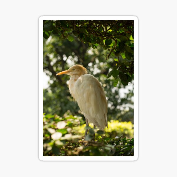 Aperçu de l'œuvre Oiseau Héron garde-boeuf de l'Ouest créée et vendue par krisgreenwood.