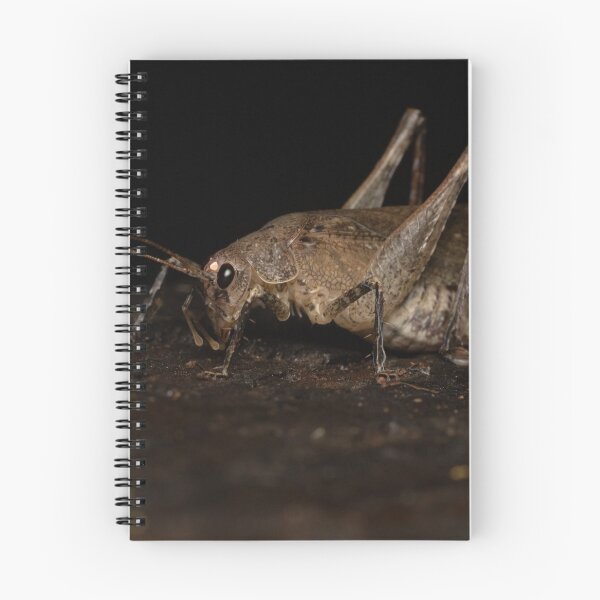 Item preview, King cricket (Transaevum laudatum) designed and sold by Trent Townsend.