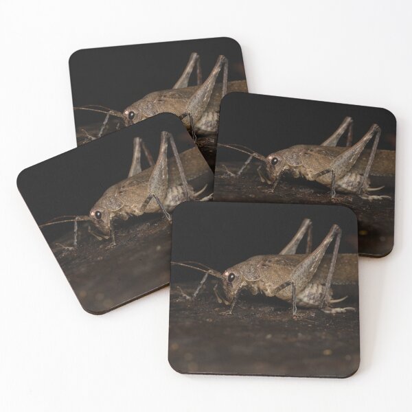 Item preview, King cricket (Transaevum laudatum) designed and sold by Trent Townsend.