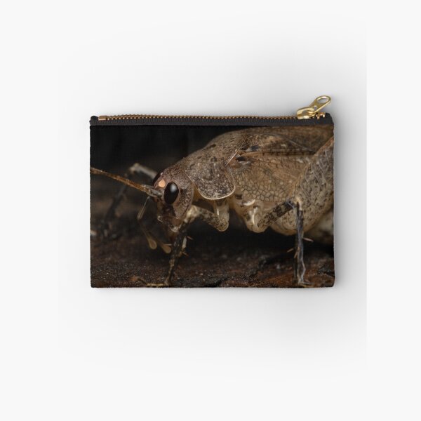 Item preview, King cricket (Transaevum laudatum) designed and sold by Trent Townsend.