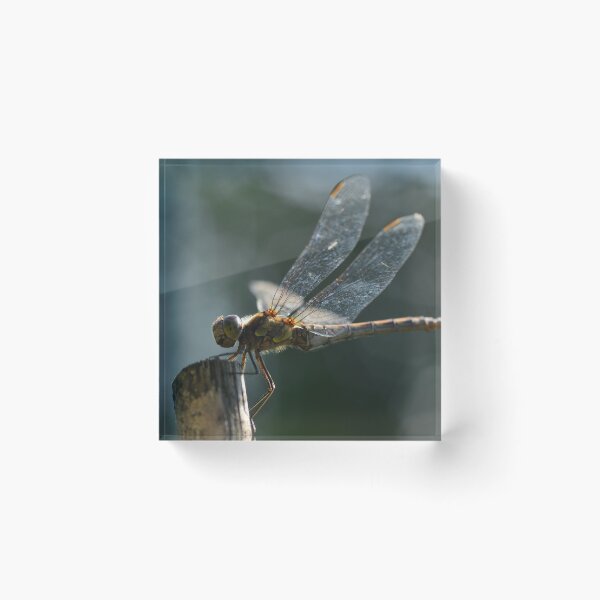Item preview, Dragonfly in the urban garden designed and sold by wineandwords.