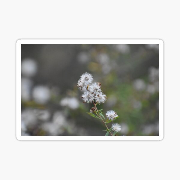 Minimalistic Plant Photograph Sticker
