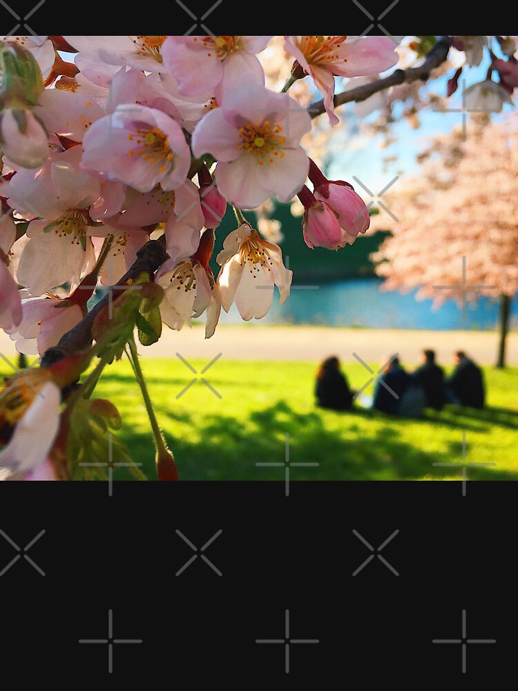 Cherry Blossoms in Spring by StellarTatter