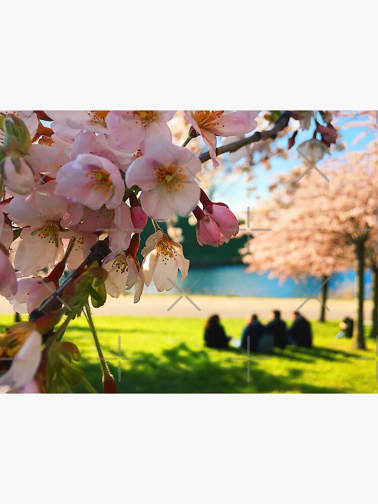 Cherry Blossoms in Spring by StellarTatter