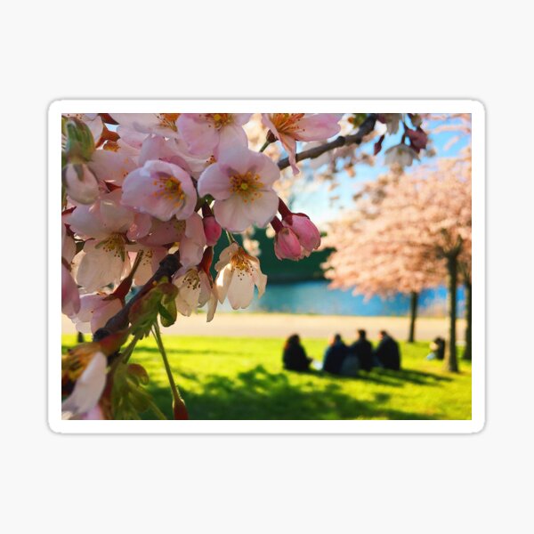 Cherry Blossoms in Spring Sticker