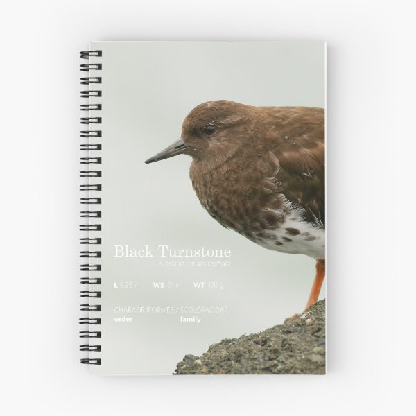 Item preview, Black Turnstone designed and sold by adjohnson.