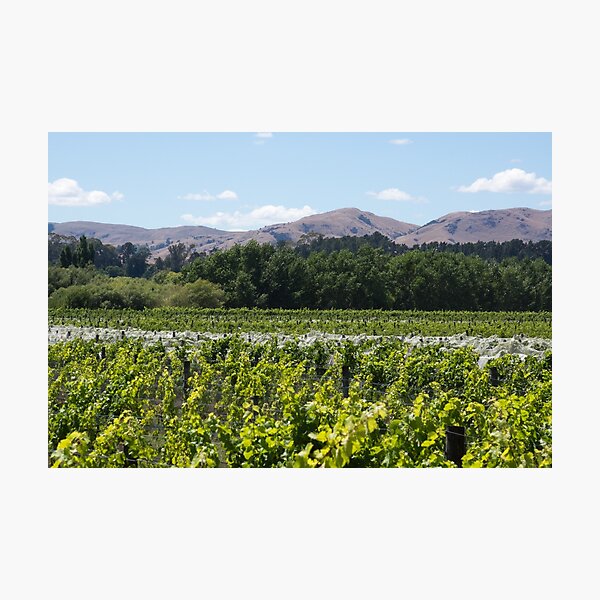 Item preview, the vines designed and sold by Anne Scantlebury.