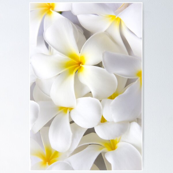 Mini Canvas Painting of Tropical Hawaiian Plumeria Flower Original Acrylic  Painting 