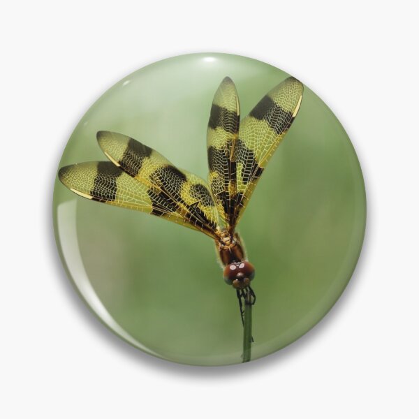 Item preview, Dragonfly Posing as a Flower designed and sold by LisaNaturePhoto.