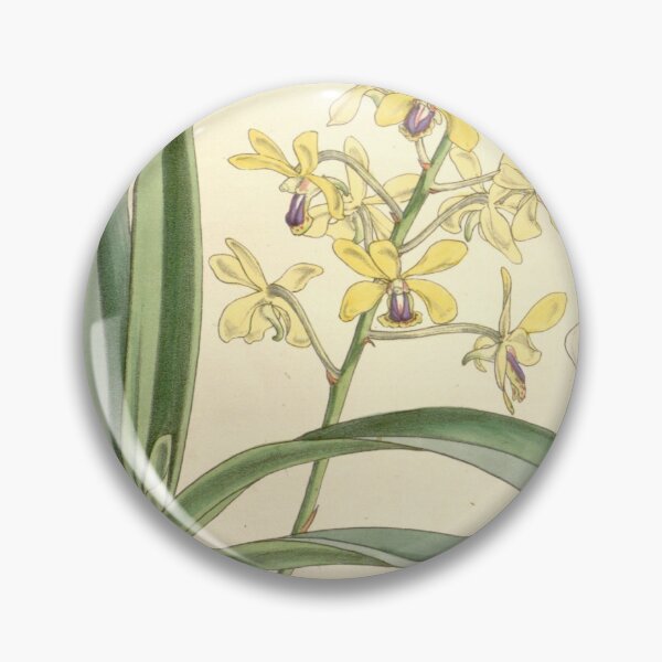 Item preview, Vanda testacea (as Aerides wightiana or Aerides wightianum) Curtis' 85 (Ser. 3 no. 15) pl. 5138 (1859) designed and sold by EsotericBotanic.