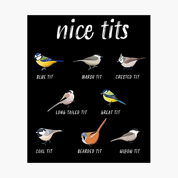 Nice Tits Bird Birds Watching Tit Nature Round Beach Towel