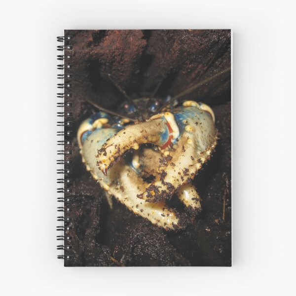 Item preview, Spiny Lamington Crayfish (Euastacus sulcatus) designed and sold by Trent Townsend.