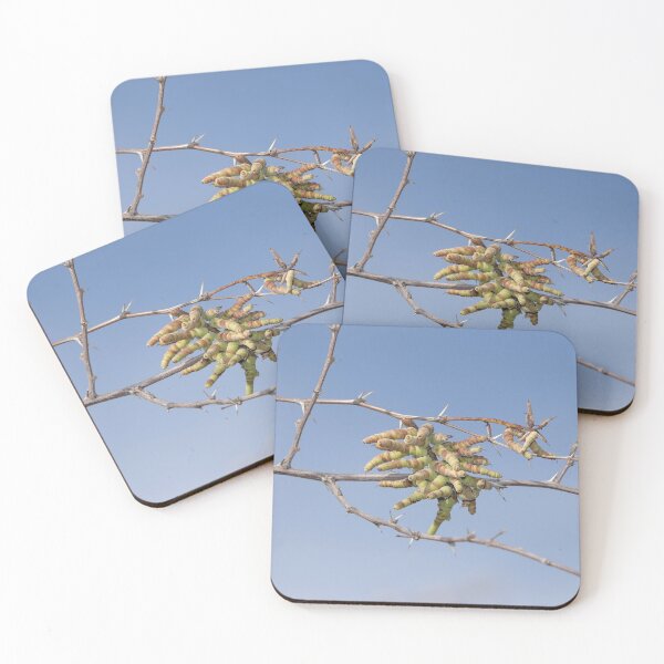 Item preview, Screwbean mesquite designed and sold by SDym Photography.