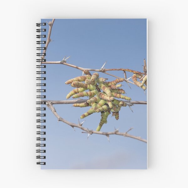 Item preview, Screwbean mesquite designed and sold by SDym Photography.