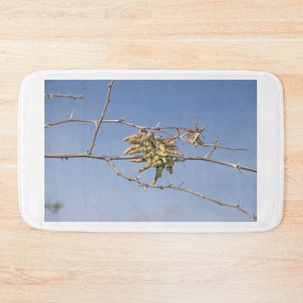 Item preview, Screwbean mesquite designed and sold by SDym Photography.