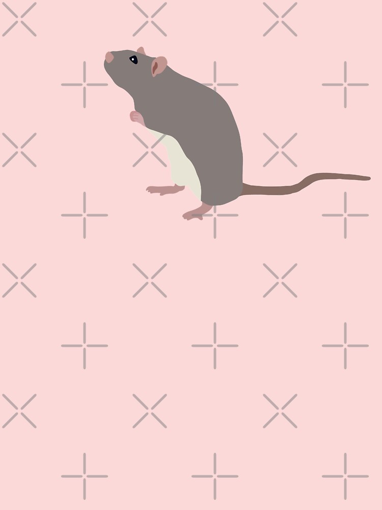 100+] Cute Rat Pictures | Wallpapers.com