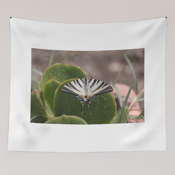 Item preview, Scarce swallowtail butterfly designed and sold by pietrofoto.