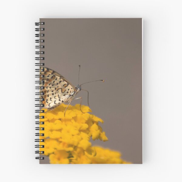 Item preview, Spotted fritillary designed and sold by pietrofoto.