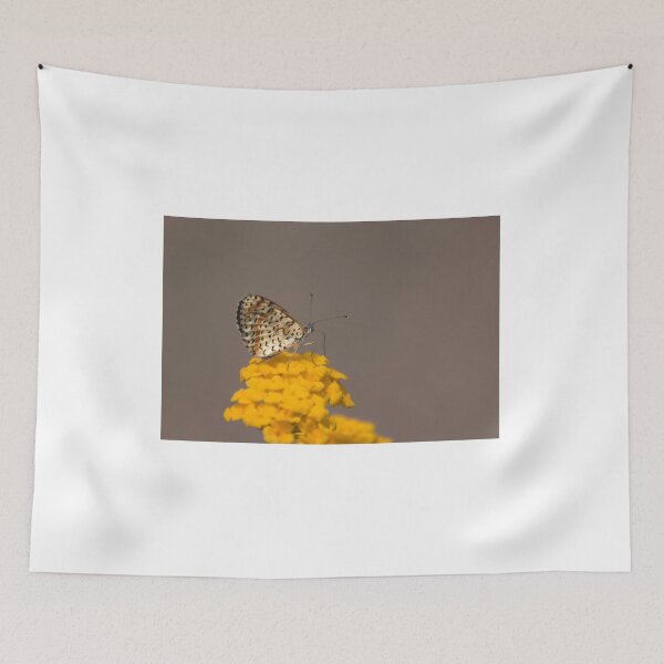 Item preview, Spotted fritillary designed and sold by pietrofoto.