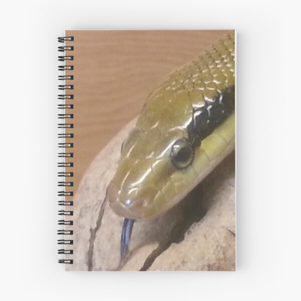 Item preview, Portrait of a Taiwan Beauty snake designed and sold by Mike Colwill.