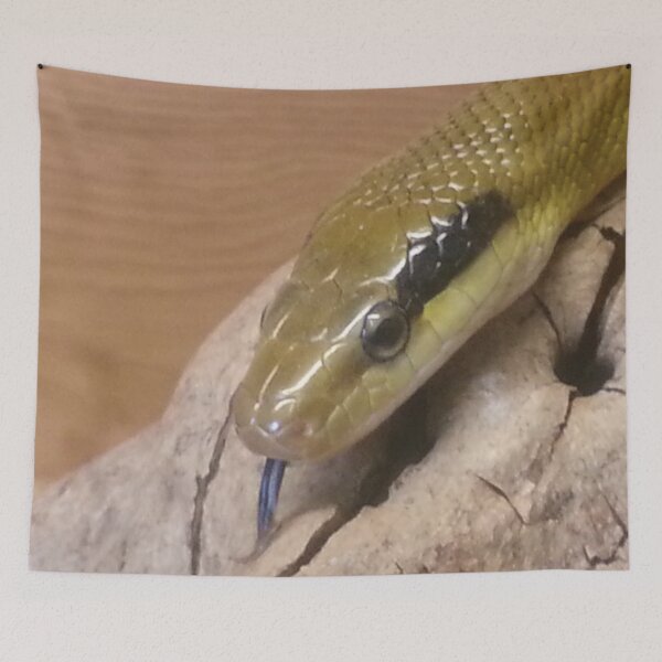Item preview, Portrait of a Taiwan Beauty snake designed and sold by Mike Colwill.