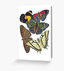FF - Butterfly-7 Greeting Card