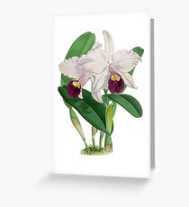 Vintage - TIR-Flower-Orchid-2 Greeting Card