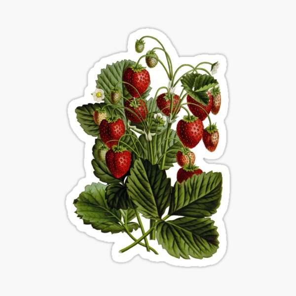 Item preview, Vintage - TIR-Strawberries designed and sold by imageresource.