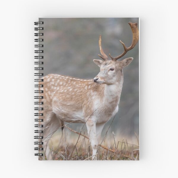 Artikelvorschau, Majestätische einsame Damwild entworfen und verkauft von AYatesPhoto.