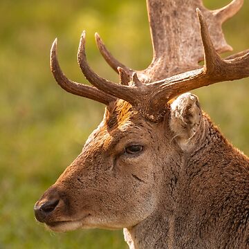 Artwork thumbnail, Gentle fallow deer portrait by AYatesPhoto