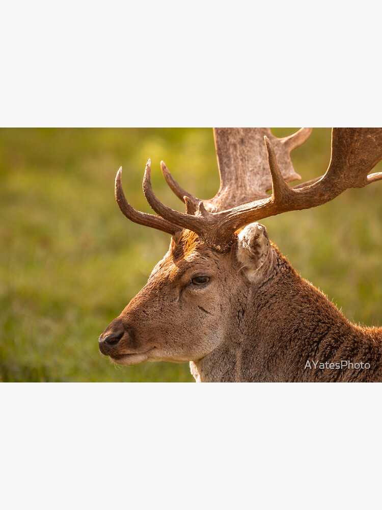Thumbnail 3 of 3, Sticker, Gentle fallow deer portrait designed and sold by AYatesPhoto.