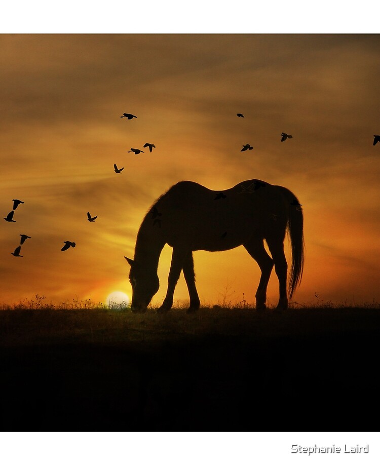 cheval au lever du soleil