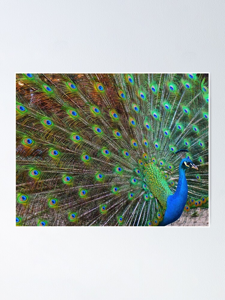 The Darjeeling Limited Peacock Feather Ritual Poster Wall Decor –  Twentyonefox