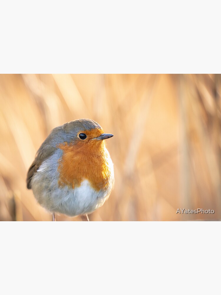 Artwork view, Robin redbreast in gold designed and sold by AYatesPhoto
