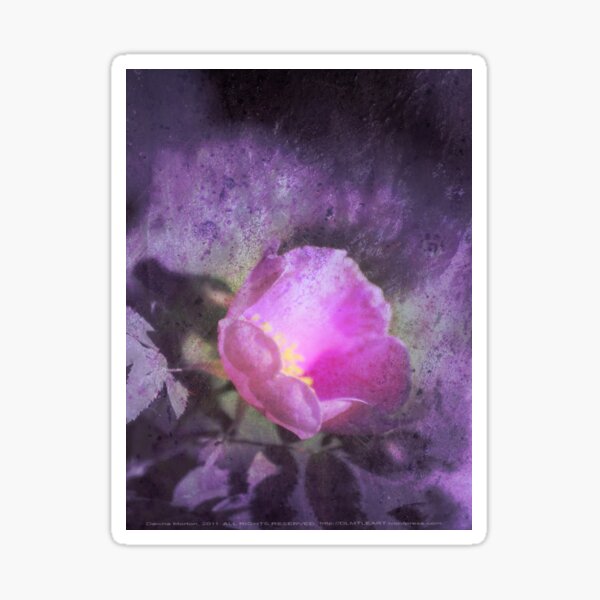 Old fashioned pink rose, purple texture Sticker