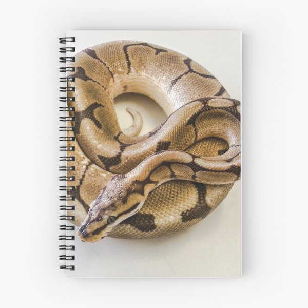 Item preview, Ball Python photograph designed and sold by Mike Colwill.