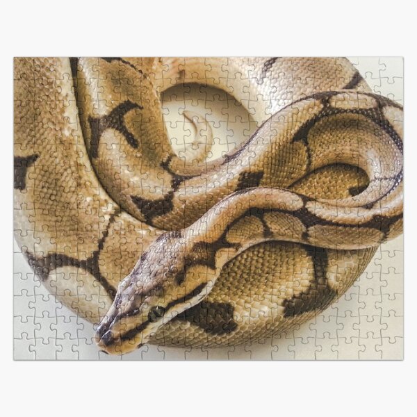 Ball Python Jigsaw Puzzles Redbubble