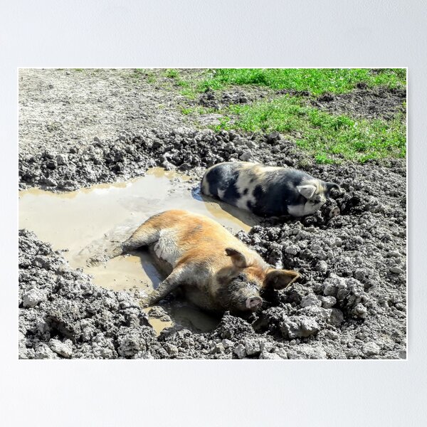 Item preview, Pigs on the dirty puddle Animals designed and sold by Tanja Dianova.